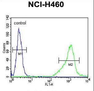ALDH1A1 / ALDH1 Antibody - ALDH1A1 Antibody flow cytometry of NCI-H460 cells (right histogram) compared to a negative control cell (left histogram). FITC-conjugated goat-anti-rabbit secondary antibodies were used for the analysis.