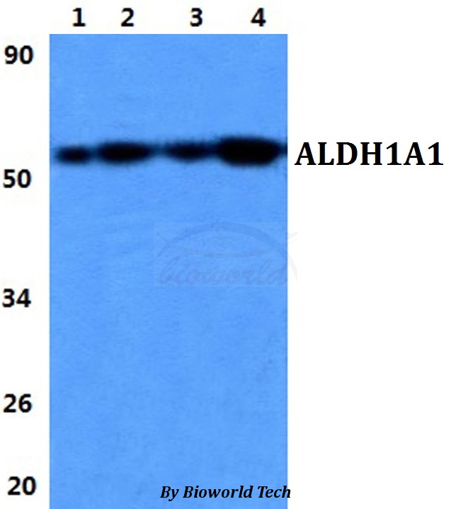 ALDH1A1 / ALDH1 Antibody - Western blot of ALDH1A1 antibody at 1:500 dilution. Lane 1: HEK293T whole cell lysate. Lane 2: Raw264.7 whole cell lysate. Lane 3: NIH-3T3 whole cell lysate. Lane 4: PC12 whole cell lysate.