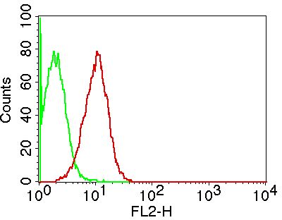 ALDH1A1 / ALDH1 Antibody - Fig-1: Expression analysis of ALDHIA1. Anti-ALDHIA1 antibody was tested at 0.5 µg/ml on hLungs lysate.