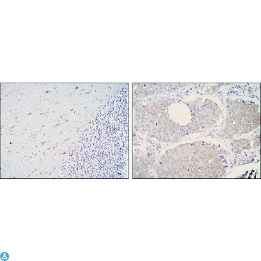 ALDH1A1 / ALDH1 Antibody - Western Blot (WB) analysis using ALDH1A1 Monoclonal Antibody against Raji (1), Jurkat (2), THP-1 (3) and K562 (4) cell lysate.