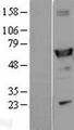 ALDH1A1 / ALDH1 Protein - Western validation with an anti-DDK antibody * L: Control HEK293 lysate R: Over-expression lysate
