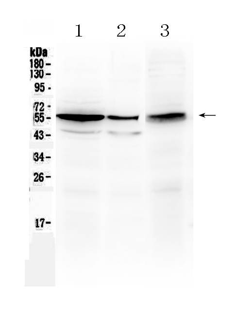ALDH1A3 Antibody - Western blot - Anti-ALDH1A3 Picoband Antibody