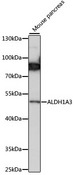 ALDH1A3 Antibody - Western blot analysis of extracts of mouse pancreas, using ALDH1A3 antibody at 1:1000 dilution. The secondary antibody used was an HRP Goat Anti-Rabbit IgG (H+L) at 1:10000 dilution. Lysates were loaded 25ug per lane and 3% nonfat dry milk in TBST was used for blocking. An ECL Kit was used for detection and the exposure time was 60s.