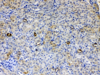 ALDH1A3 Antibody - IHC testing of FFPE mouse kidney tissue with ALDH1A3 antibody at 1ug/ml. Required HIER: steam section in pH6 citrate buffer for 20 min and allow to cool prior to testing.