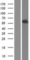 ALDH1A3 Protein - Western validation with an anti-DDK antibody * L: Control HEK293 lysate R: Over-expression lysate