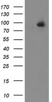 ALDH1L1 Antibody - HEK293T cells were transfected with the pCMV6-ENTRY control (Left lane) or pCMV6-ENTRY ALDH1L1 (Right lane) cDNA for 48 hrs and lysed. Equivalent amounts of cell lysates (5 ug per lane) were separated by SDS-PAGE and immunoblotted with anti-ALDH1L1.