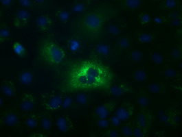 ALDH1L1 Antibody - Anti-ALDH1L1 mouse monoclonal antibody  immunofluorescent staining of COS7 cells transiently transfected by pCMV6-ENTRY ALDH1L1.