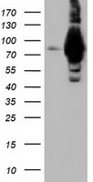 ALDH1L1 Antibody - HEK293T cells were transfected with the pCMV6-ENTRY control (Left lane) or pCMV6-ENTRY ALDH1L1 (Right lane) cDNA for 48 hrs and lysed. Equivalent amounts of cell lysates (5 ug per lane) were separated by SDS-PAGE and immunoblotted with anti-ALDH1L1.