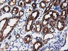 ALDH1L1 Antibody - IHC of paraffin-embedded Human Kidney tissue using anti-ALDH1L1 mouse monoclonal antibody.