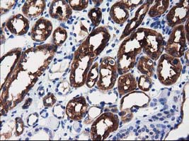 ALDH1L1 Antibody - IHC of paraffin-embedded Human Kidney tissue using anti-ALDH1L1 mouse monoclonal antibody.