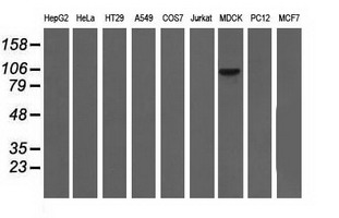 ALDH1L1 Antibody - Western blot analysis of extracts (35ug) from 9 different cell lines by using anti-ALDH1L1 monoclonal antibody.