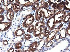 ALDH1L1 Antibody - Immunohistochemical staining of paraffin-embedded Human Kidney tissue using anti-ALDH1L1 mouse monoclonal antibody.