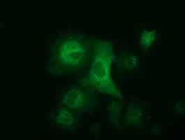 ALDH1L1 Antibody - Anti-ALDH1L1 mouse monoclonal antibody  immunofluorescent staining of COS7 cells transiently transfected by pCMV6-ENTRY ALDH1L1.