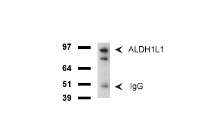 ALDH1L1 Antibody - Western blot of mouse tissue lysates. (20ug) from Liver. Diluation: 1:500.