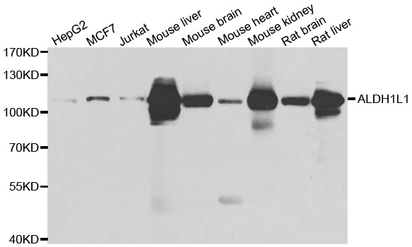 ALDH1L1 Antibody - Western blot analysis of extracts of various cell lines.