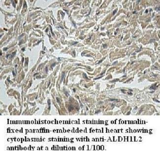 ALDH1L2 Antibody