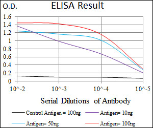 ALDH2 Antibody - Red: Control Antigen (100ng); Purple: Antigen (10ng); Green: Antigen (50ng); Blue: Antigen (100ng);