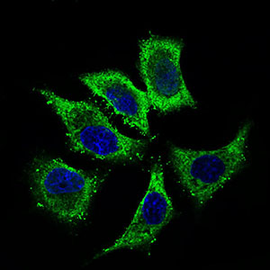 ALDH2 Antibody - Immunofluorescence of HepG2 cells using ALDH2 mouse monoclonal antibody (green). Blue: DRAQ5 fluorescent DNA dye.