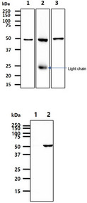 ALDH2 Antibody - The cell and tissue lysates (40ug) were resolved by SDS-PAGE, transferred to PVDF membrane and probed with anti-human ALDH2 antibody (1:1000). Proteins were visualized using a goat anti-mouse secondary antibody conjugated to HRP and an ECL detection system. Lane 1. : HepG2 cell lysate Lane 2. : Mouse liver tissue lysate Lane 3. : Mouse lung tissue lysate The cell lysates (40ug) were resolved by SDS-PAGE, transferred to PVDF membrane and probed with anti-human ALDH2 antibody (1:500). Proteins were visualized using a goat anti-mouse secondary antibody conjugated to HRP and an ECL detection system. Lane 1. : 293T cell lysate Lane 2. : ALDH2 transfected 293T cell lysate