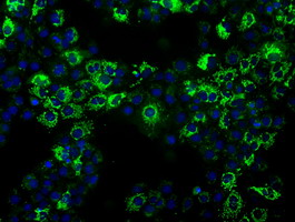 ALDH2 Antibody - Anti-ALDH2 mouse monoclonal antibody  immunofluorescent staining of COS7 cells transiently transfected by pCMV6-ENTRY ALDH2.