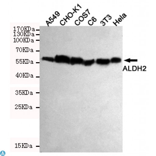 ALDH2 Antibody - Western blot detection of ALDH2 in Hela, 3T3, C6, COS7, CHO-K1 and A549 cell lysates using ALDH2 mouse mAb (1:1000 diluted). Predicted band size: 56KDa. Observed band size: 56KDa.