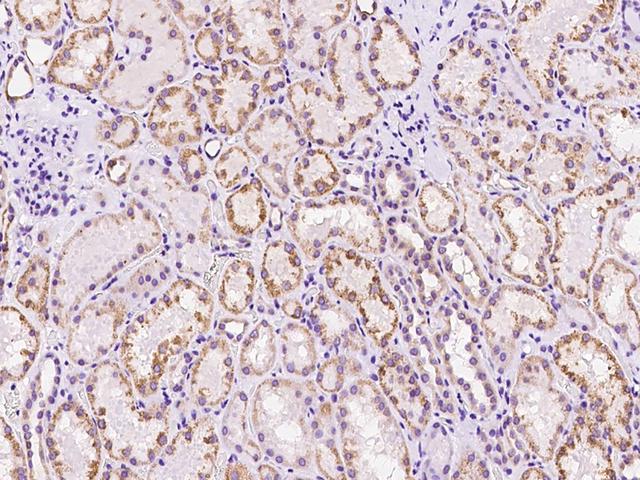 ALDH2 Antibody - Immunochemical staining of human ALDH2 in human kidney with rabbit polyclonal antibody at 1:100 dilution, formalin-fixed paraffin embedded sections.