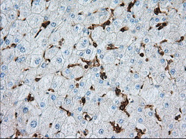 ALDH3A1 Antibody - IHC of paraffin-embedded liver tissue using anti-ALDH3A1 mouse monoclonal antibody. (Dilution 1:50).