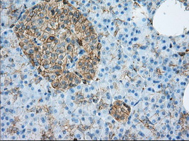 ALDH3A1 Antibody - IHC of paraffin-embedded pancreas tissue using anti-ALDH3A1 mouse monoclonal antibody. (Dilution 1:50).