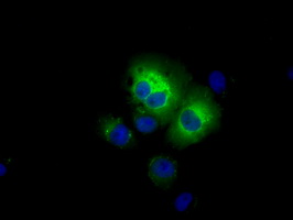 ALDH3A1 Antibody - Anti-ALDH3A1 mouse monoclonal antibody  immunofluorescent staining of COS7 cells transiently transfected by pCMV6-ENTRY ALDH3A1.