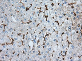 ALDH3A1 Antibody - IHC of paraffin-embedded liver tissue using anti-ALDH3A1 mouse monoclonal antibody. (Dilution 1:50).