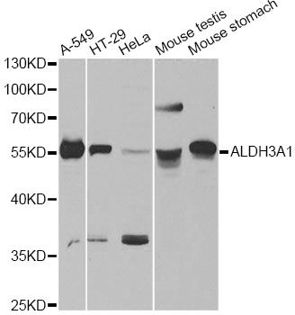 ALDH3A1 Antibody - Western blot analysis of extracts of various cell lines, using ALDH3A1 antibody at 1:1000 dilution. The secondary antibody used was an HRP Goat Anti-Rabbit IgG (H+L) at 1:10000 dilution. Lysates were loaded 25ug per lane and 3% nonfat dry milk in TBST was used for blocking. An ECL Kit was used for detection and the exposure time was 10s.