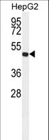 ALDH3A2 Antibody - Western blot of ALDH3A2 Antibody in HepG2 cell line lysates (35 ug/lane). ALDH3A2 (arrow) was detected using the purified antibody.(1:2000)