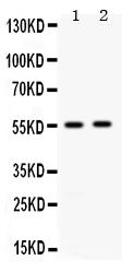 ALDH3A2 Antibody - Western blot - Anti-ALDH3A2/Faldh Picoband Antibody