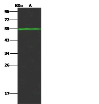 ALDH3A2 Antibody - Anti-ALDH3A2 rabbit polyclonal antibody at 1:500 dilution. Lane A: A549 Whole Cell Lysate. Lysates/proteins at 30 ug per lane. Secondary: Goat Anti-Rabbit IgG H&L (Dylight 800) at 1/10000 dilution. Developed using the Odyssey technique. Performed under reducing conditions. Predicted band size: 55 kDa. Observed band size: 54 kDa.