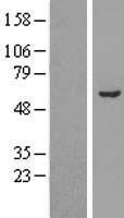 ALDH3A2 Protein - Western validation with an anti-DDK antibody * L: Control HEK293 lysate R: Over-expression lysate