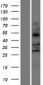 ALDH3A2 Protein - Western validation with an anti-DDK antibody * L: Control HEK293 lysate R: Over-expression lysate