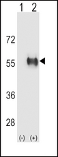 ALDH3B1 Antibody - Western blot of ALDH3B1 (arrow) using rabbit polyclonal ALDH3B1 Antibody. 293 cell lysates (2 ug/lane) either nontransfected (Lane 1) or transiently transfected (Lane 2) with the ALDH3B1 gene.