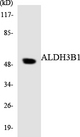 ALDH3B1 Antibody - Western blot analysis of the lysates from RAW264.7cells using ALDH3B1 antibody.