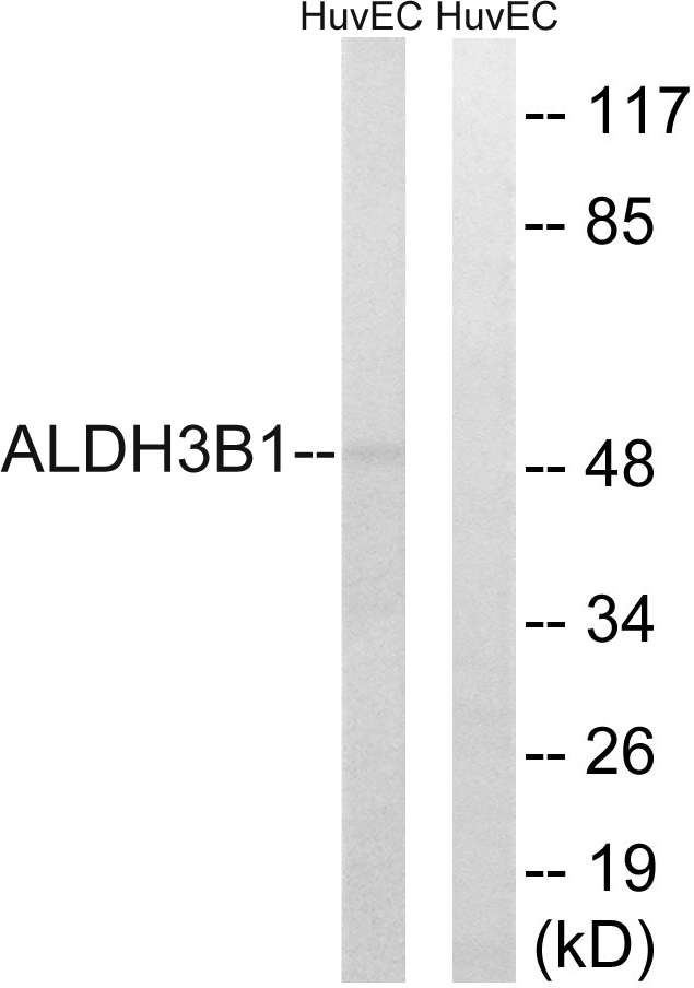 ALDH3B1 Antibody - Western blot analysis of lysates from HUVEC cells, using ALDH3B1 Antibody. The lane on the right is blocked with the synthesized peptide.