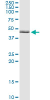 ALDH3B1 Antibody - Immunoprecipitation of ALDH3B1 transfected lysate using anti-ALDH3B1 monoclonal antibody and Protein A Magnetic Bead, and immunoblotted with ALDH3B1 rabbit polyclonal antibody.