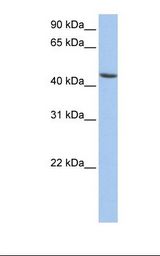 ALDH3B1 Antibody - HepG2 cell lysate. Antibody concentration: 1.0 ug/ml. Gel concentration: 12%.  This image was taken for the unconjugated form of this product. Other forms have not been tested.