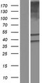 ALDH3B1 Protein - Western validation with an anti-DDK antibody * L: Control HEK293 lysate R: Over-expression lysate