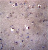 ALDH3B2 Antibody - ALDH3B2 Antibody immunohistochemistry of formalin-fixed and paraffin-embedded human brain tissue followed by peroxidase-conjugated secondary antibody and DAB staining.