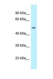 ALDH3B2 Antibody - ALDH3B2 antibody Western blot of Fetal Liver lysate. Antibody concentration 1 ug/ml.  This image was taken for the unconjugated form of this product. Other forms have not been tested.
