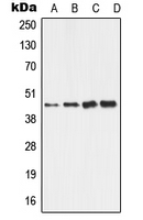 ALDH3B2 Antibody - Western blot analysis of ALDH3B2 expression in HepG2 (A); HeLa (B); Raw264.7 (C); H9C2 (D) whole cell lysates.