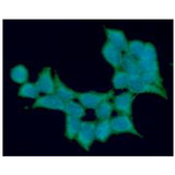 ALDH5A1 Antibody - ICC/IF analysis of ALDH5A1 in 293T cells line, stained with DAPI (Blue) for nucleus staining and monoclonal anti-human ALDH5A1 antibody (1:100) with goat anti-mouse IgG-Alexa fluor 488 conjugate (Green).