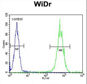 ALDH5A1 Antibody - ALDH5A1 Antibody flow cytometry of WiDr cells (right histogram) compared to a negative control cell (left histogram). FITC-conjugated goat-anti-rabbit secondary antibodies were used for the analysis.