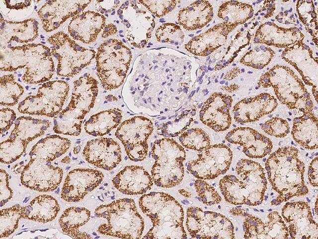 ALDH5A1 Antibody - Immunochemical staining of human ALDH5A1 in human kidney with rabbit polyclonal antibody at 1:500 dilution, formalin-fixed paraffin embedded sections.