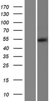 ALDH5A1 Protein - Western validation with an anti-DDK antibody * L: Control HEK293 lysate R: Over-expression lysate