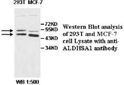 ALDH8A1 Antibody